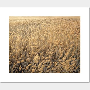 Dry reed texture Posters and Art